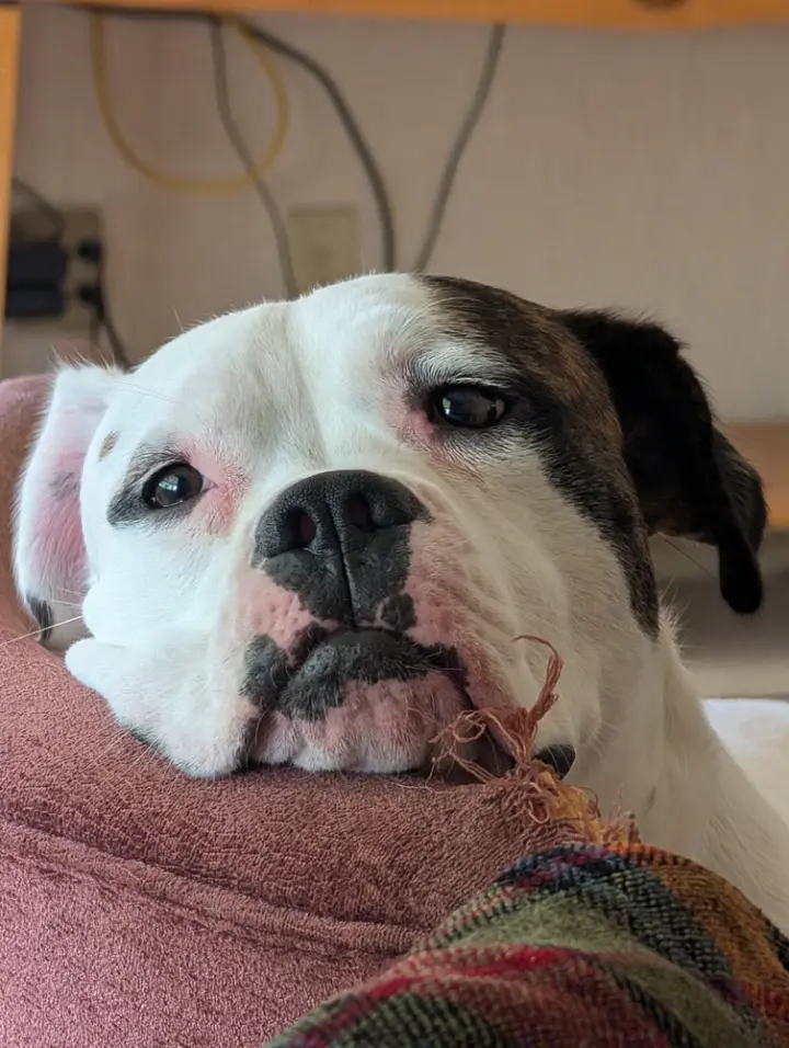 Max Love (Chester)