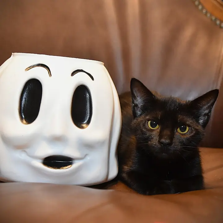 Boo