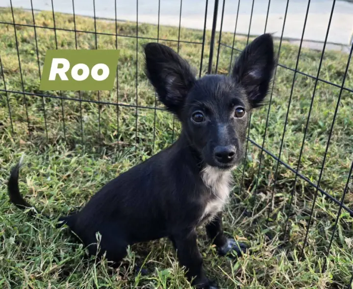 Roo