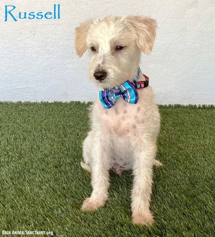Russell