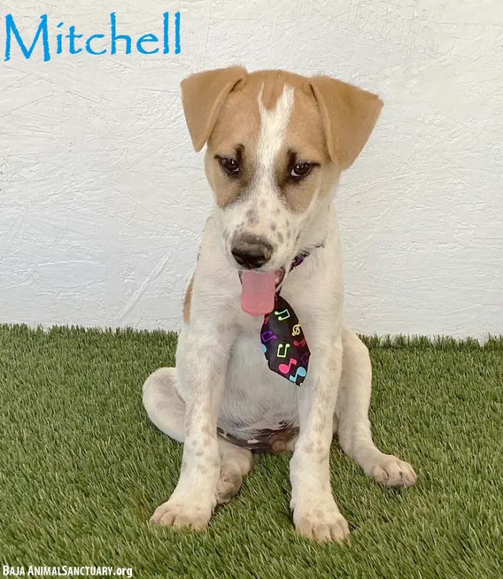 Mitchell