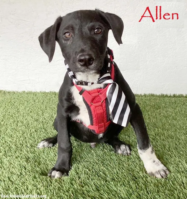 Allen