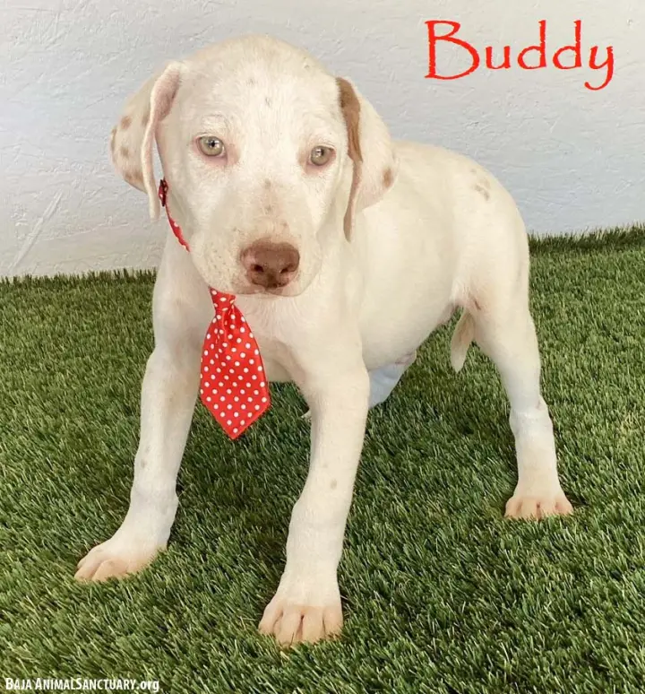 Buddy