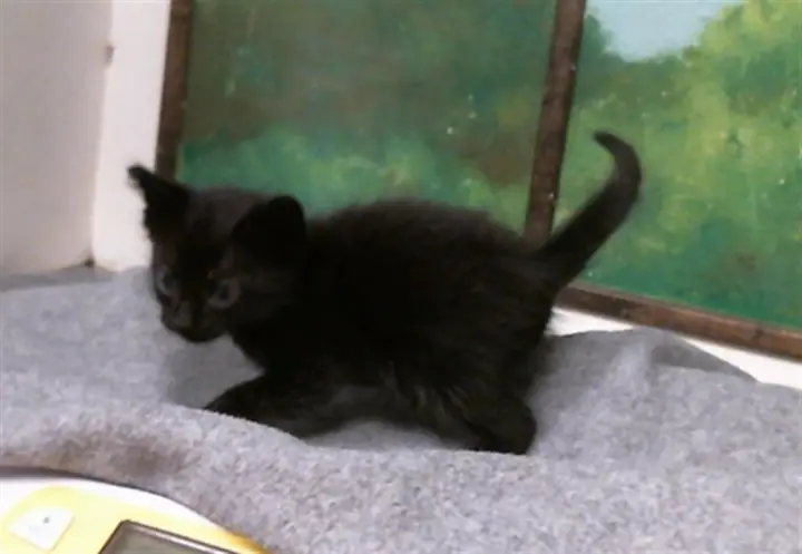 VICTOR