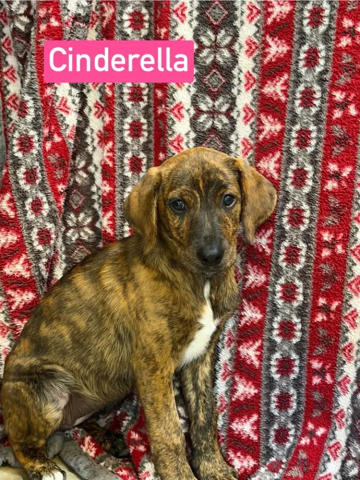 Cinderella