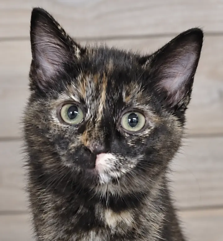 Kitten Hibachi