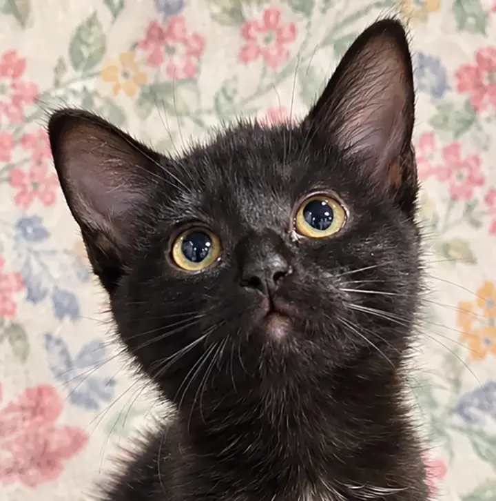 Kitten Sake
