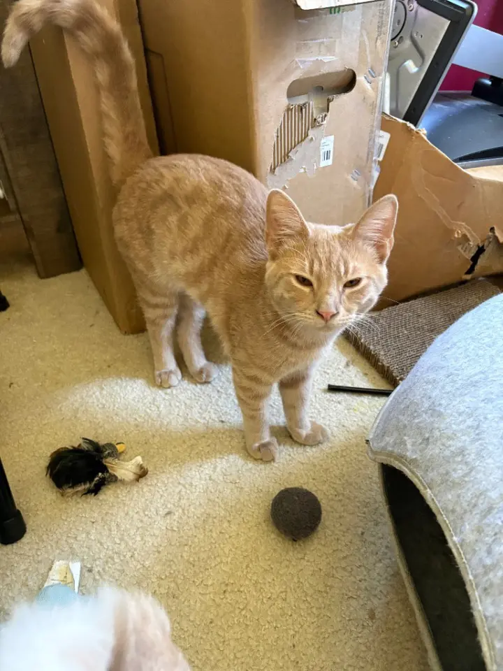 Milo