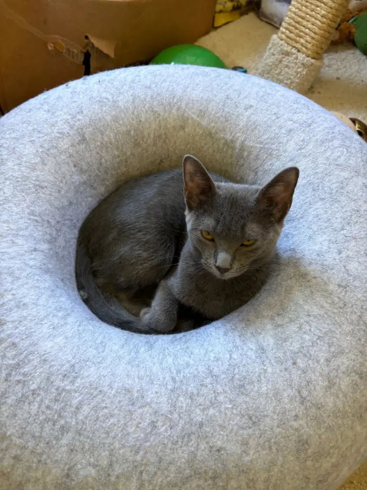 Sophie