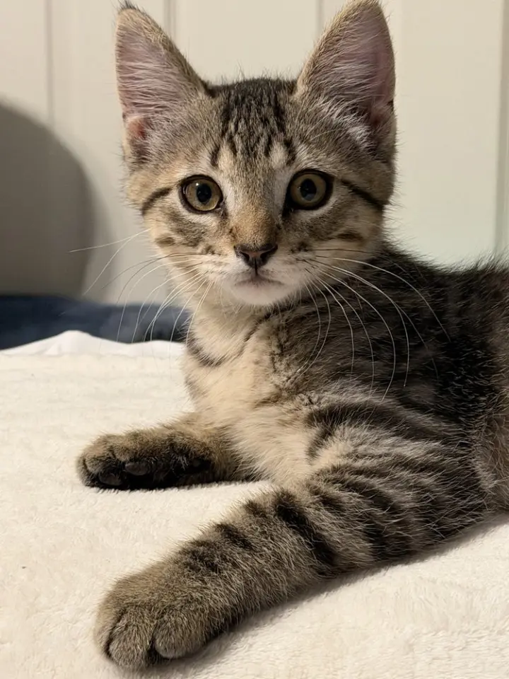 Leo