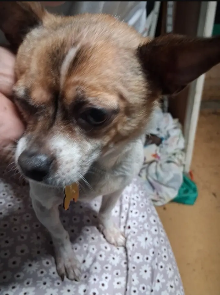 Phoebe