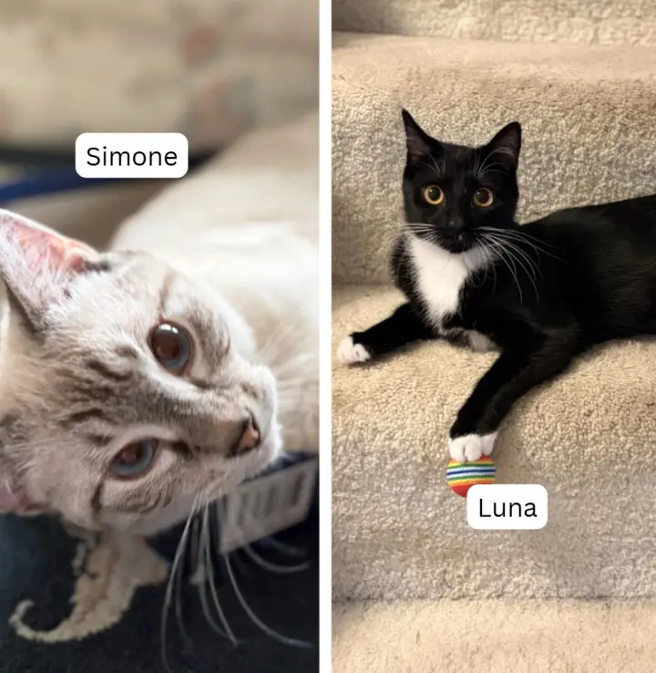 Simone / Luna