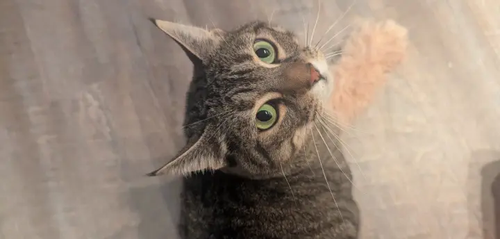 Mushie - Pending Adoption