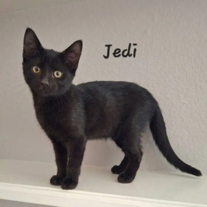 Jedi #tiny-shadow