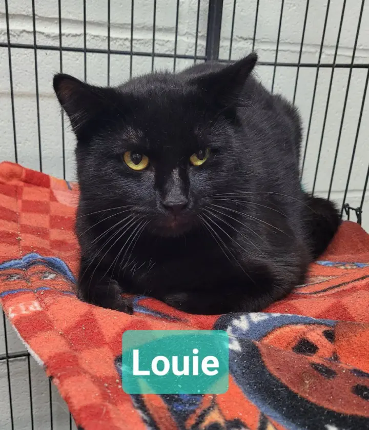 Louie