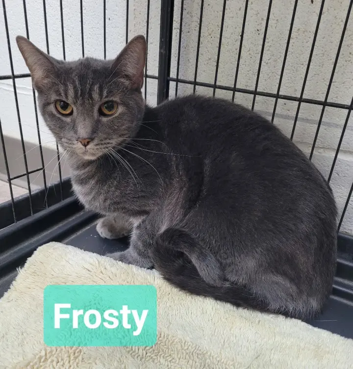 Frosty