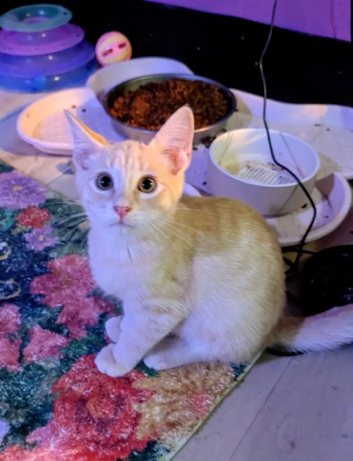 Aperol