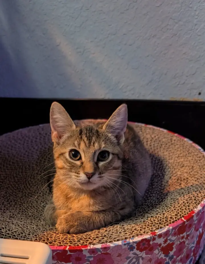 Bellini