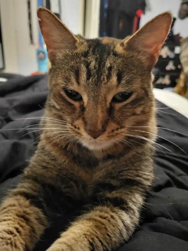 Mishi