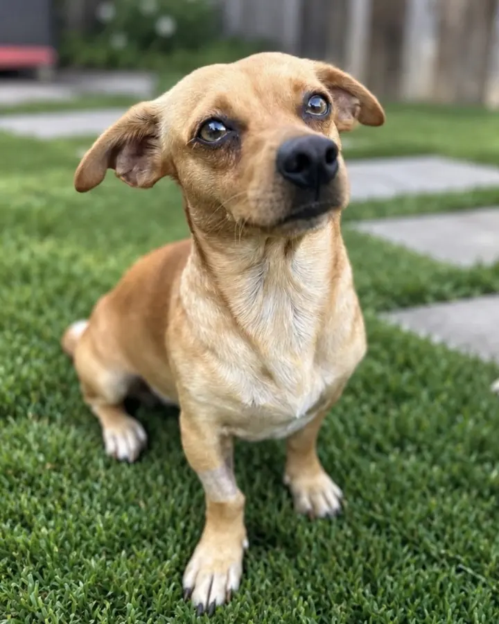 Canelo