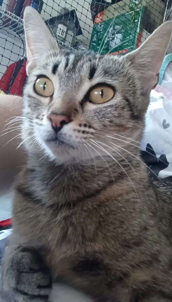 Angel