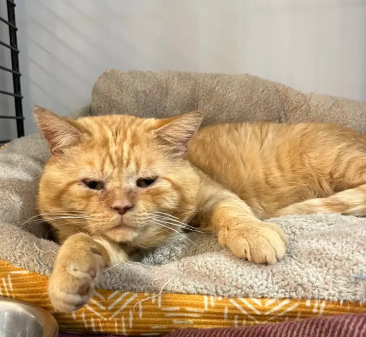 Moon Pie- FIV+