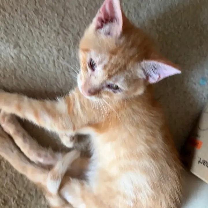 Tigger