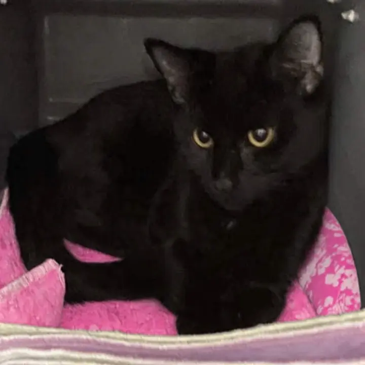 Whirlygig: At shelter