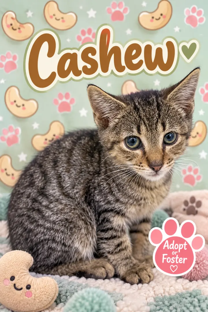 George fka Cashew (FCID# 09/10/2026 - 14)