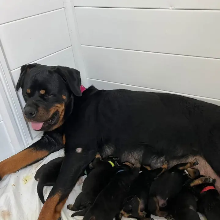 Rottweiler Puppy ( Evangelina)