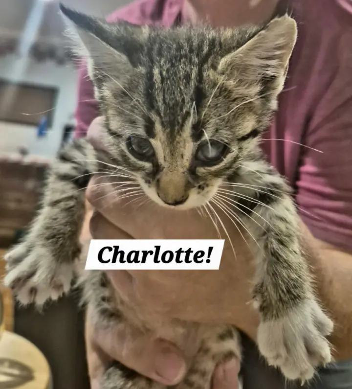 Charlotte