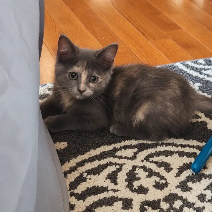 Rosie