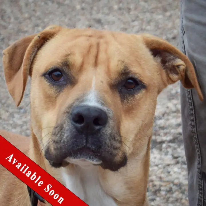 Brinkley
