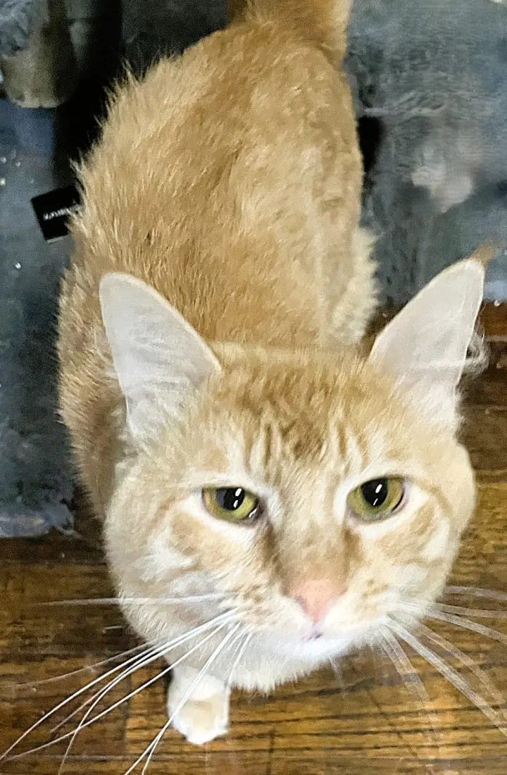 Simba G