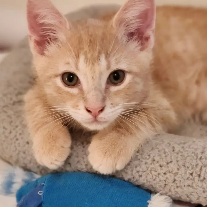 Obie