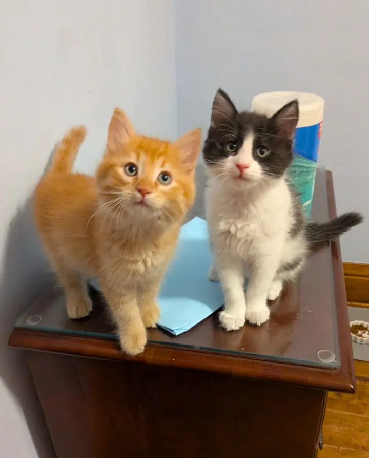 Jif - Pending Adoption / Skippy - Pending Adoption