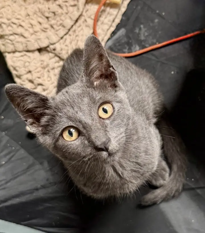 Georgie