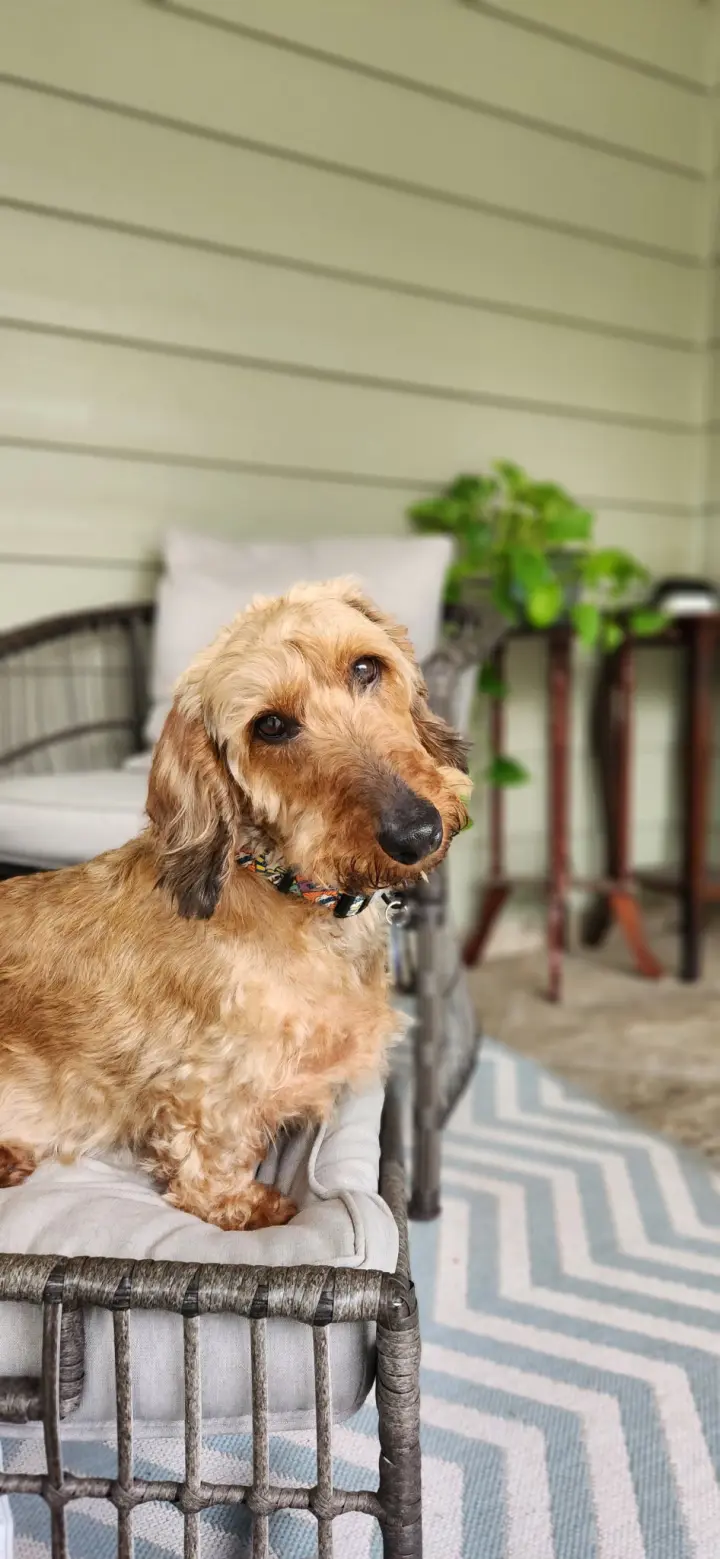 Fritz3 (Bonded with Louie4) In North Carolina