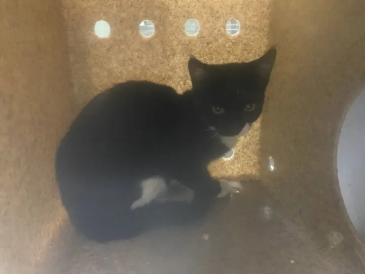 RUMI