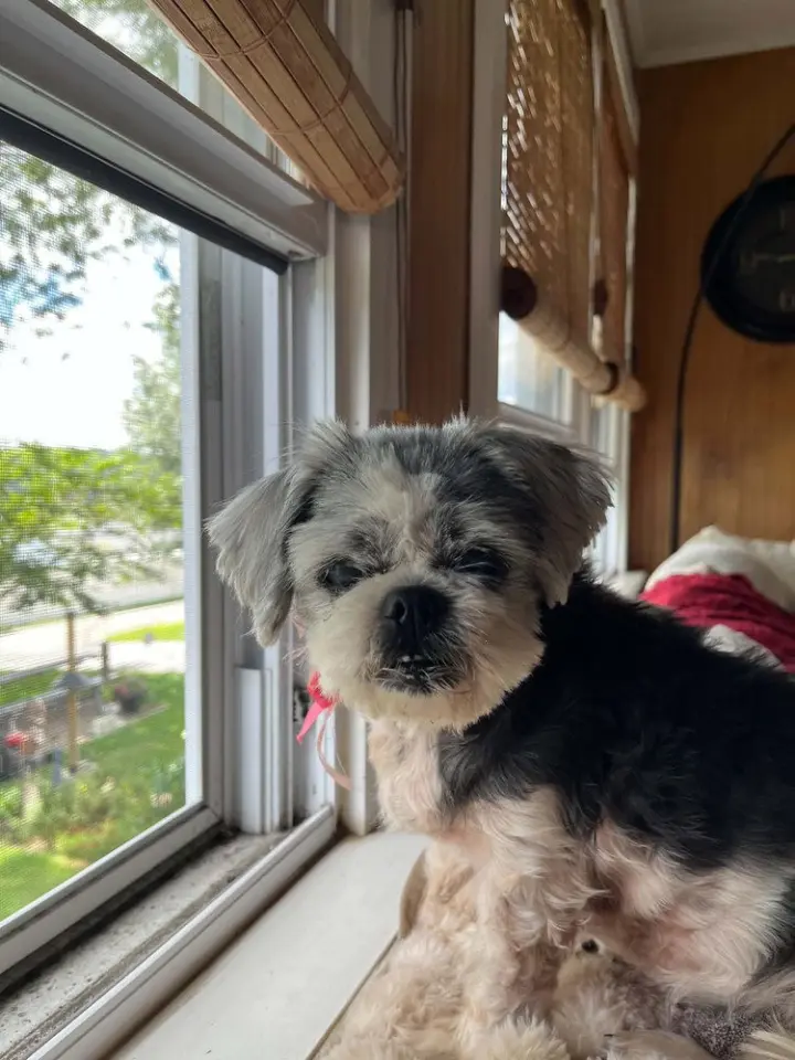 Mitzi