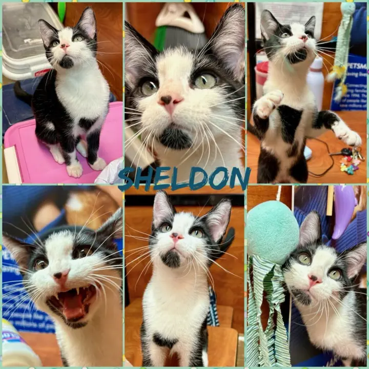 SHELDON