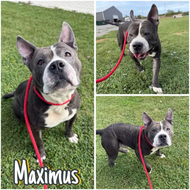Maximus