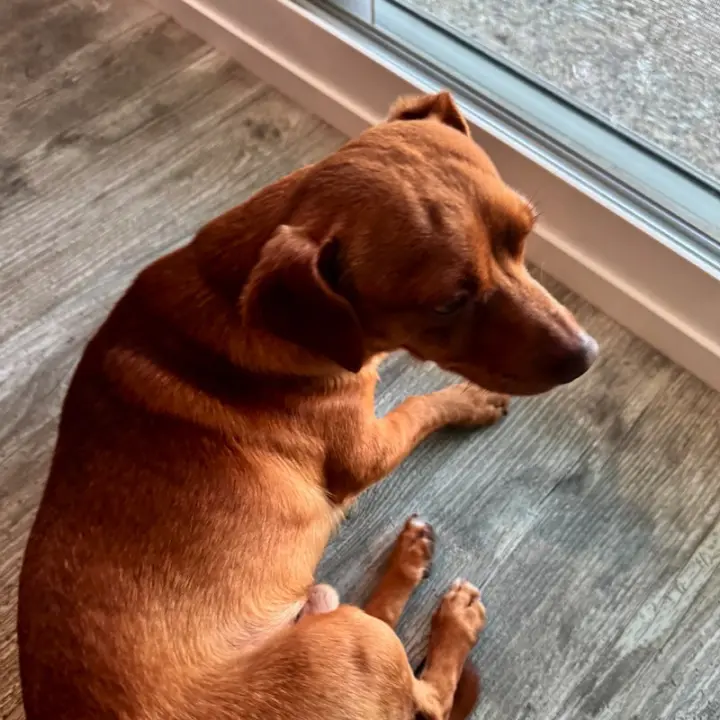 Milo