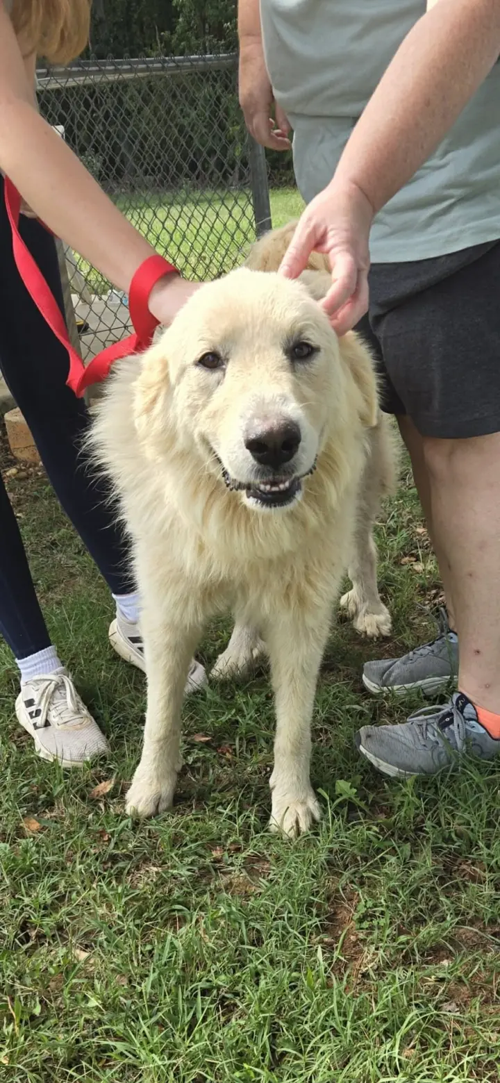 Pat- Not at shelter (Tiffany)