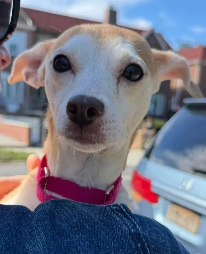 Darci (AL)