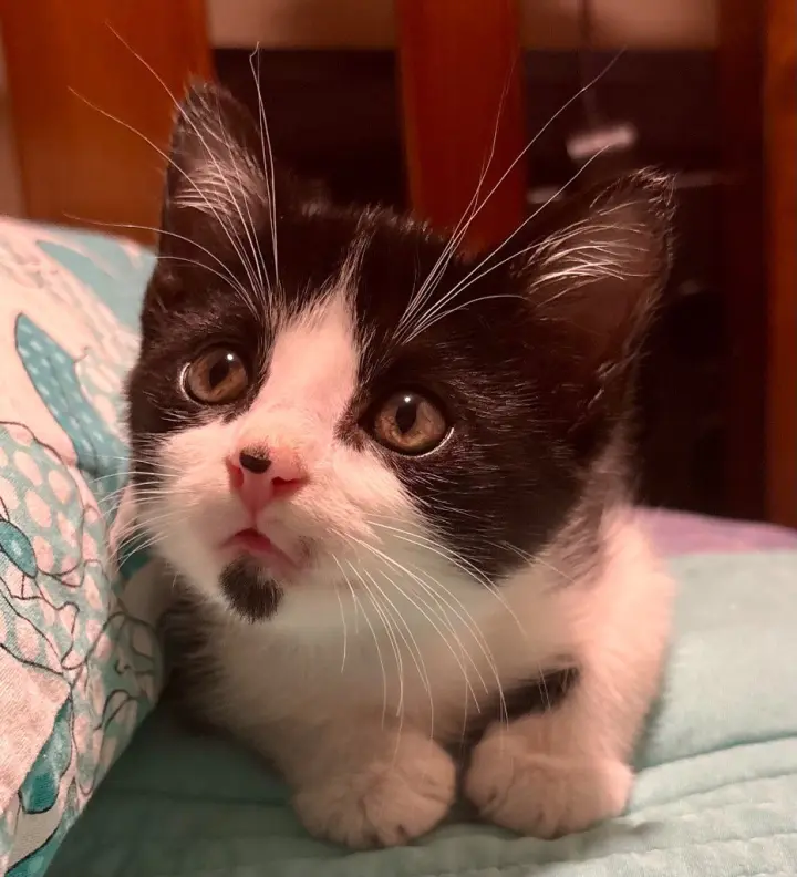 Simon