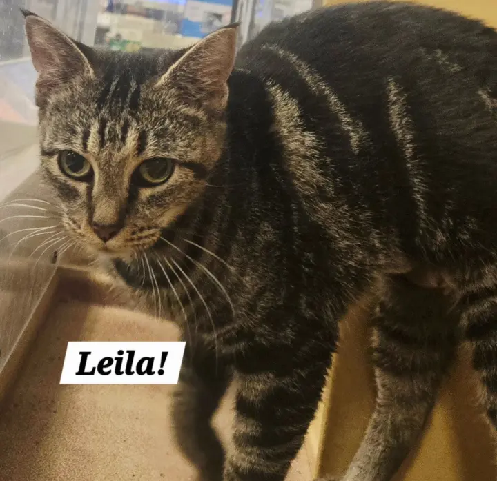 Leila