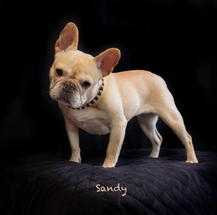 Sandy