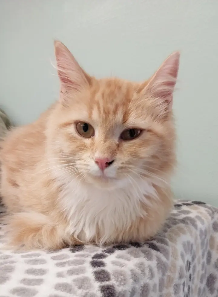 Linus * IN FOSTER *