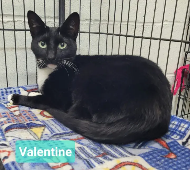 Valentine
